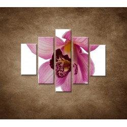 Obrazy na stenu - Orchidea - detail - 5dielny 100x80cm