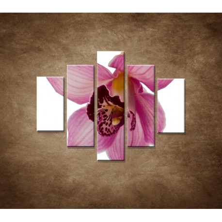 Obrazy na stenu - Orchidea - detail - 5dielny 100x80cm