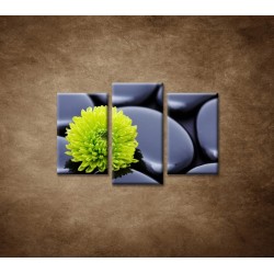Obrazy na stenu - Žlto-zelený kvet - 3dielny 75x50cm
