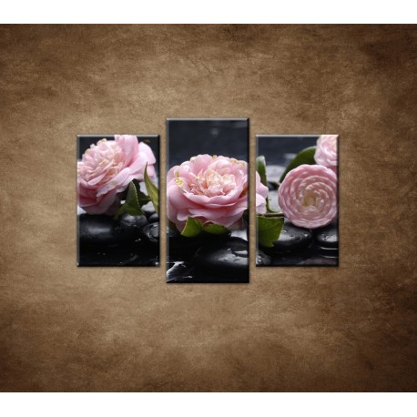 Obrazy na stenu - Kvety kamélie a kamene - 3dielny 75x50cm
