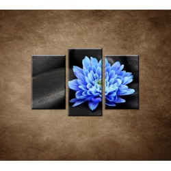 Obrazy na stenu - Modrý kvet na kameňoch - 3dielny 75x50cm