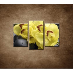 Obrazy na stenu - Žltá orchidea s kameňmi - 3dielny 75x50cm