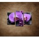 Obrazy na stenu - Ružové orchidey - 3dielny 75x50cm