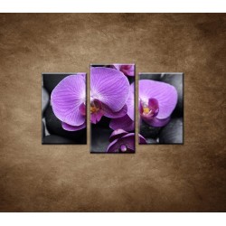 Obrazy na stenu - Ružové orchidey - 3dielny 75x50cm