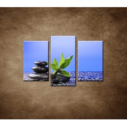 Obrazy na stenu - Bambusový výhonok na kameni - 3dielny 75x50cm