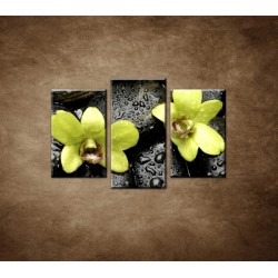Obrazy na stenu - Kamene s kvapkami a orchideou - 3dielny 75x50cm