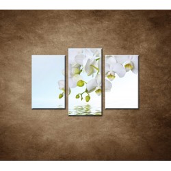 Obrazy na stenu - Biela orchidea na nad hladinou - 3dielny 75x50cm