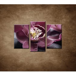 Obrazy na stenu - Orchidea na kameni - 3dielny 75x50cm