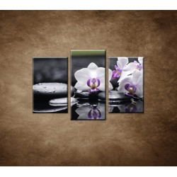 Obrazy na stenu - Ružová orchidea a kamene - 3dielny 75x50cm