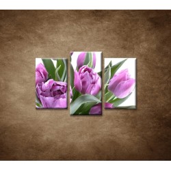 Obrazy na stenu - Nežné tulipány - 3dielny 75x50cm