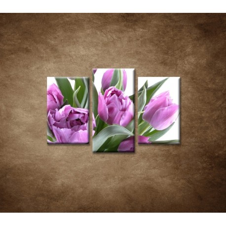 Obrazy na stenu - Nežné tulipány - 3dielny 75x50cm