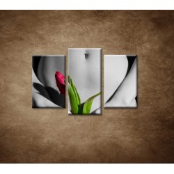 Obrazy na stenu - Dievča s tulipánom - 3dielny 75x50cm