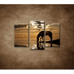 Obrazy na stenu - Kôň pri jazere - 3dielny 75x50cm
