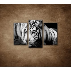 Obrazy na stenu - Sibírsky tiger - 3dielny 75x50cm