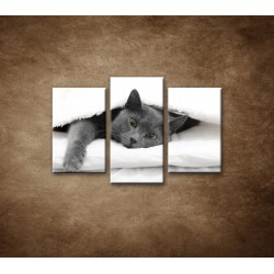 Obrazy na stenu - Odpočívajúca mačka - 3dielny 75x50cm