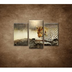 Obrazy na stenu - Odpočívajúci leopard - 3dielny 75x50cm