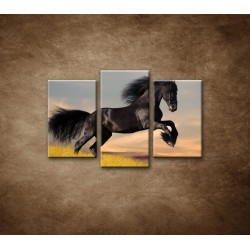 Obrazy na stenu - Skákajúci kôň - 3dielny 75x50cm