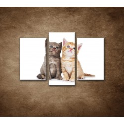 Obrazy na stenu - Dve mačiatka - 3dielny 75x50cm