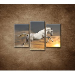 Obrazy na stenu - Kôň pri západe slnka - 3dielny 75x50cm