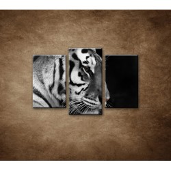 Obrazy na stenu - Tiger - detail - 3dielny 75x50cm
