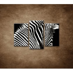 Obrazy na stenu - Zebra - 3dielny 75x50cm