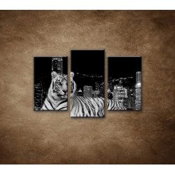 Obrazy na stenu - Mestský tiger - 3dielny 75x50cm