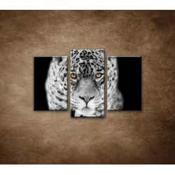 Obrazy na stenu - Čiernobiely jaguár - 3dielny 75x50cm