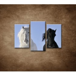 Obrazy na stenu - Párik koní - 3dielny 75x50cm