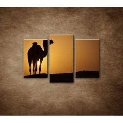 Obrazy na stenu - Ťava na Sahare - 3dielny 75x50cm