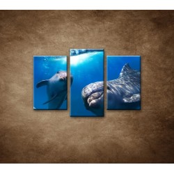 Obrazy na stenu - Delfíni pod vodou - 3dielny 75x50cm