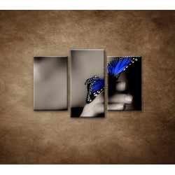Obrazy na stenu - Modrý motýľ - 3dielny 75x50cm