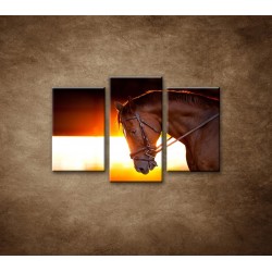 Obrazy na stenu - Kôň v stajni - 3dielny 75x50cm
