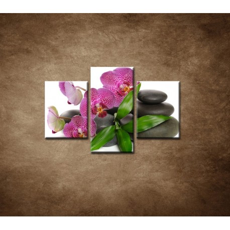 Obrazy na stenu - Orchidea na kameňoch - 3dielny 90x60cm
