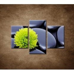 Obrazy na stenu - Žlto-zelený kvet - 3dielny 90x60cm