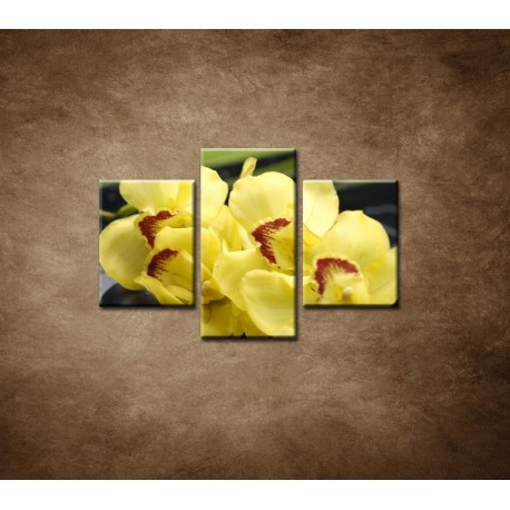Obrazy na stenu - Žltá orchidea s kameňmi - 3dielny 90x60cm