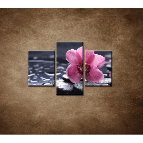 Obrazy na stenu - Ružová orchidea na kameni - 3dielny 90x60cm
