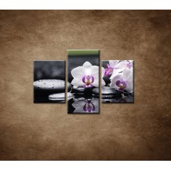 Obrazy na stenu -Ružová orchidea a kamene - 3dielny 90x60cm