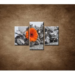 Obrazy na stenu - Oranžová gerbera a kamene - 3dielny 90x60cm