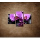 Obrazy na stenu - Ružové orchidey - 3dielny 90x60cm