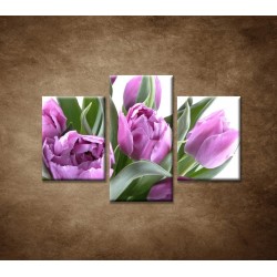 Obrazy na stenu - Nežné tulipány - 3dielny 90x60cm