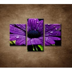 Obrazy na stenu - Fialový kvet - 3dielny 90x60cm
