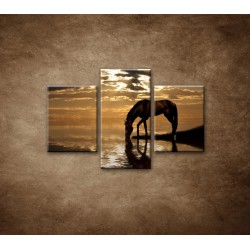 Obrazy na stenu - Kôň pri jazere - 3dielny 90x60cm