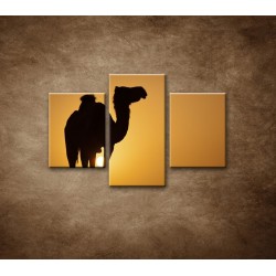 Obrazy na stenu - Ťava na Sahare - 3dielny 90x60cm