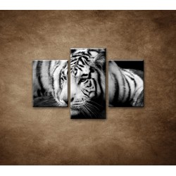 Obrazy na stenu - Sibírsky tiger - 3dielny 90x60cm