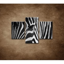 Obrazy na stenu - Zebra - oko - 3dielny 90x60cm