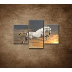 Obrazy na stenu - Kôň pri západe slnka - 3dielny 90x60cm