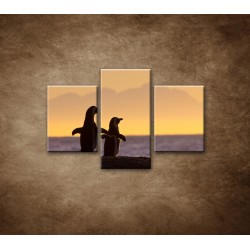 Obrazy na stenu - Tučniaky - 3dielny 90x60cm