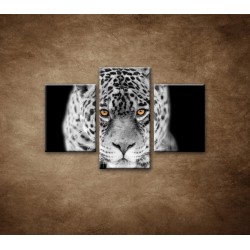 Obrazy na stenu - Čiernobiely jaguár - 3dielny 90x60cm