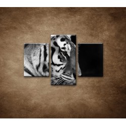 Obrazy na stenu - Tiger - detail - 3dielny 90x60cm