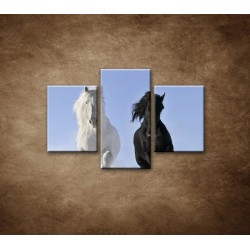 Obrazy na stenu - Párik koní - 3dielny 90x60cm